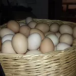 Le Oche Selvatiche Lauzacco