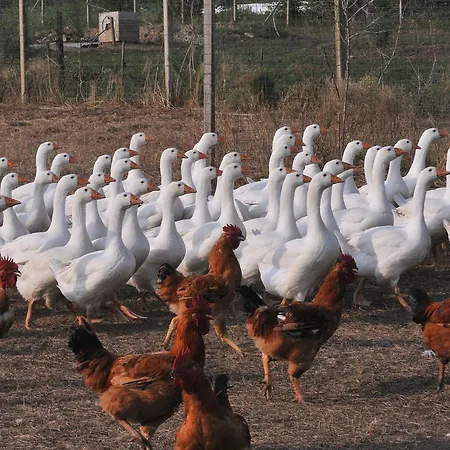 Farma Le Oche Selvatiche *