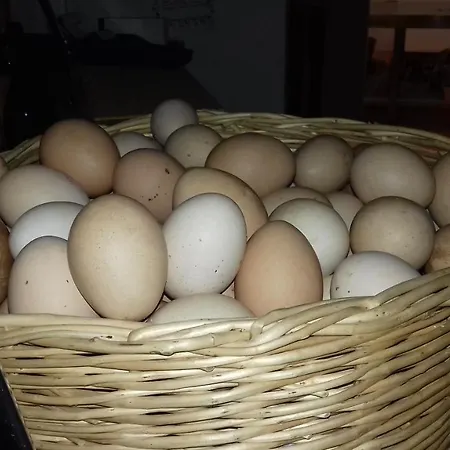 Le Oche Selvatiche Lauzacco